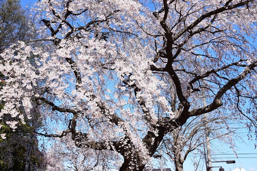 自然 花 紅葉 福島市観光ノート 福島市の観光webメディア