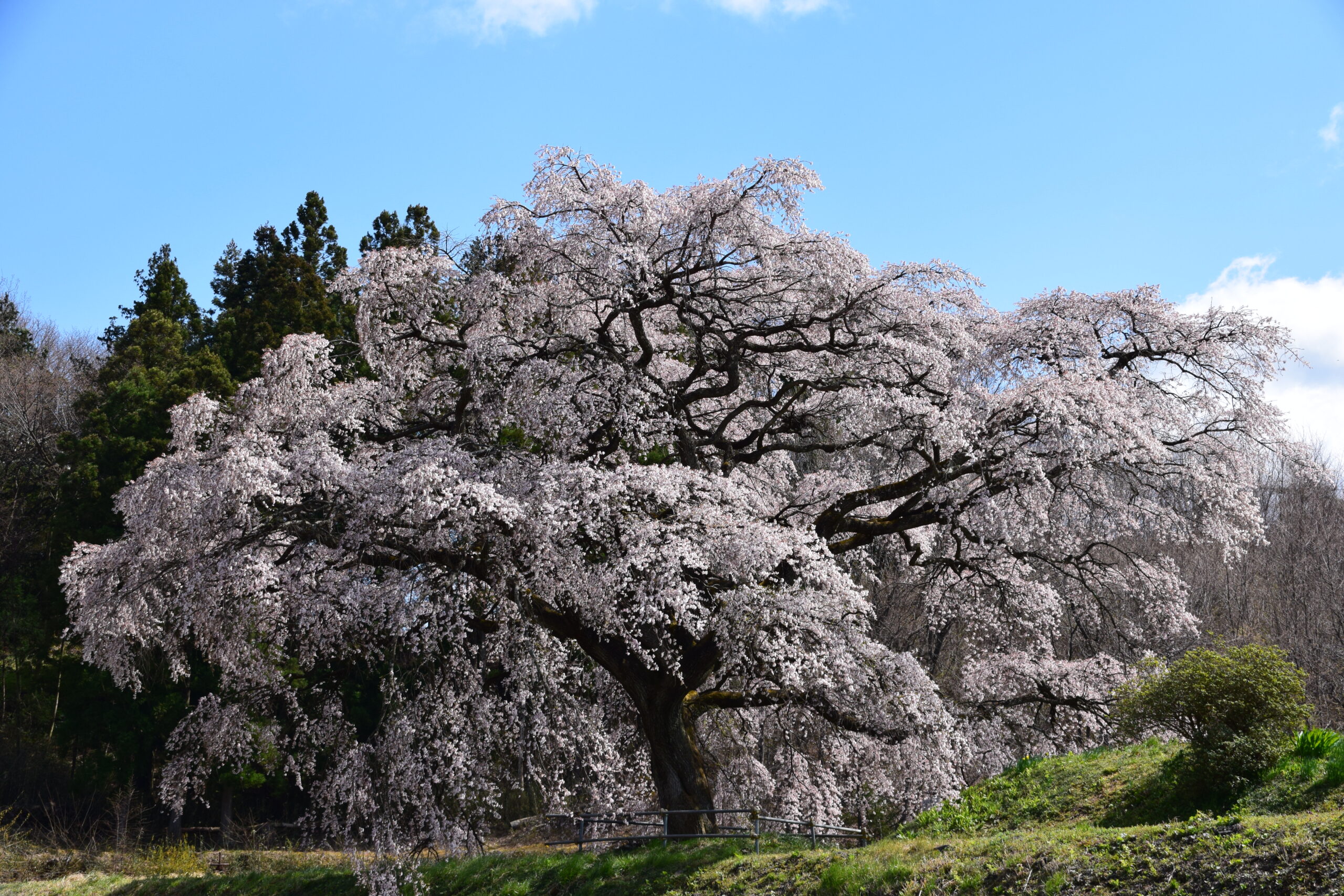 芳水の桜 福島市観光ノート 福島市の観光webメディア