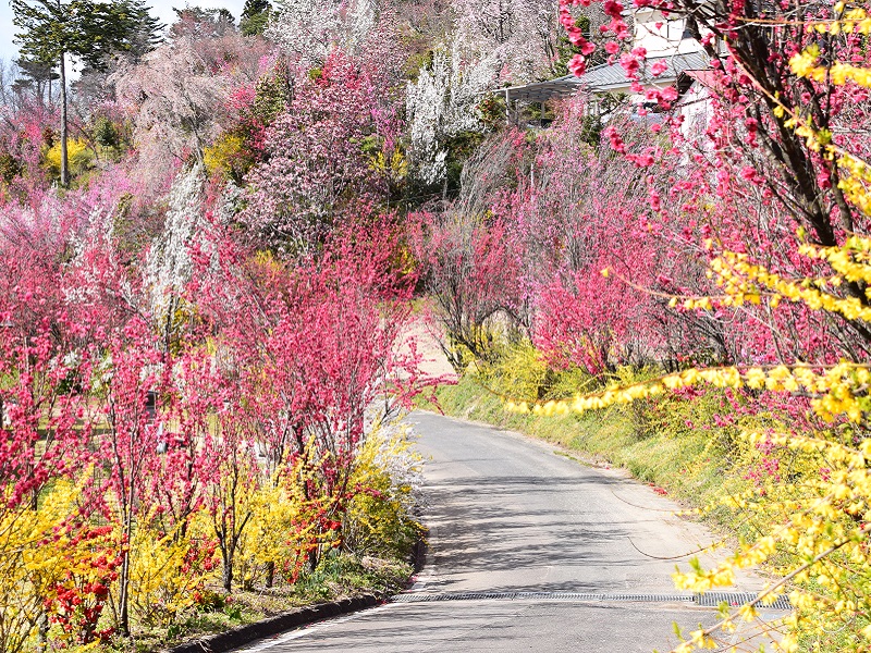 花やしき公園 4月中旬 下旬 福島市観光ノート 福島市の観光webメディア