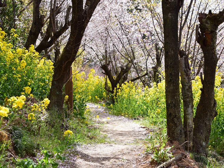 花見山特集 Vol 3 花見山トレッキングで春を楽しもう 福島駅からのおすすめ徒歩コース グルメ 旬のおすすめ 福島市観光ノート