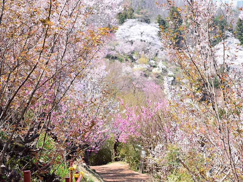 東北屈指のお花見スポット 花見山 をハイキングしてみよう 福島市観光ノート 福島市の観光webメディア