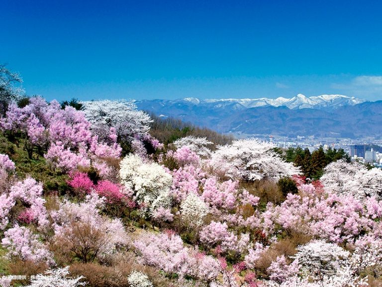 花見山公園周辺 桜の開花シーズン 福島市観光ノート 福島市の観光webメディア