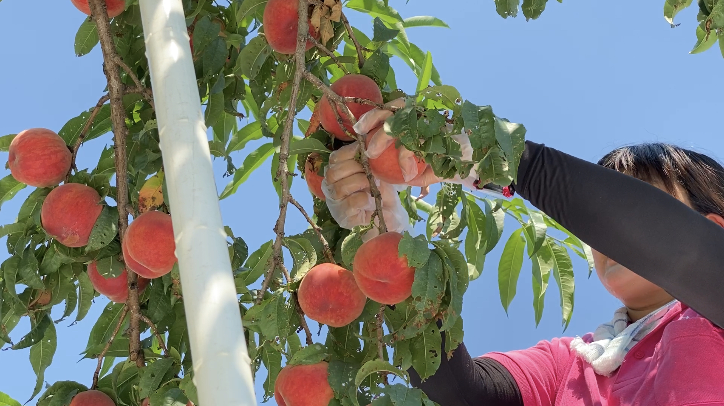 美味しい桃は お尻 が違う 果樹園で聞く桃の見分け方 旬のおすすめ 福島市観光ノート