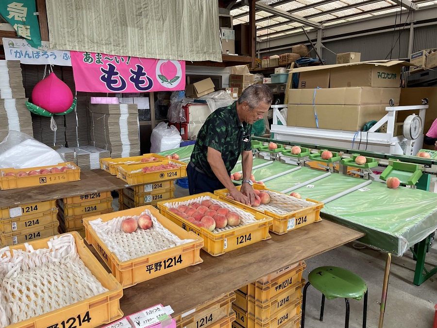 まだまだ続くデリシャスな福島の桃 秋の ゆうぞら はもう食べた 福島市観光ノート 福島市の観光webメディア