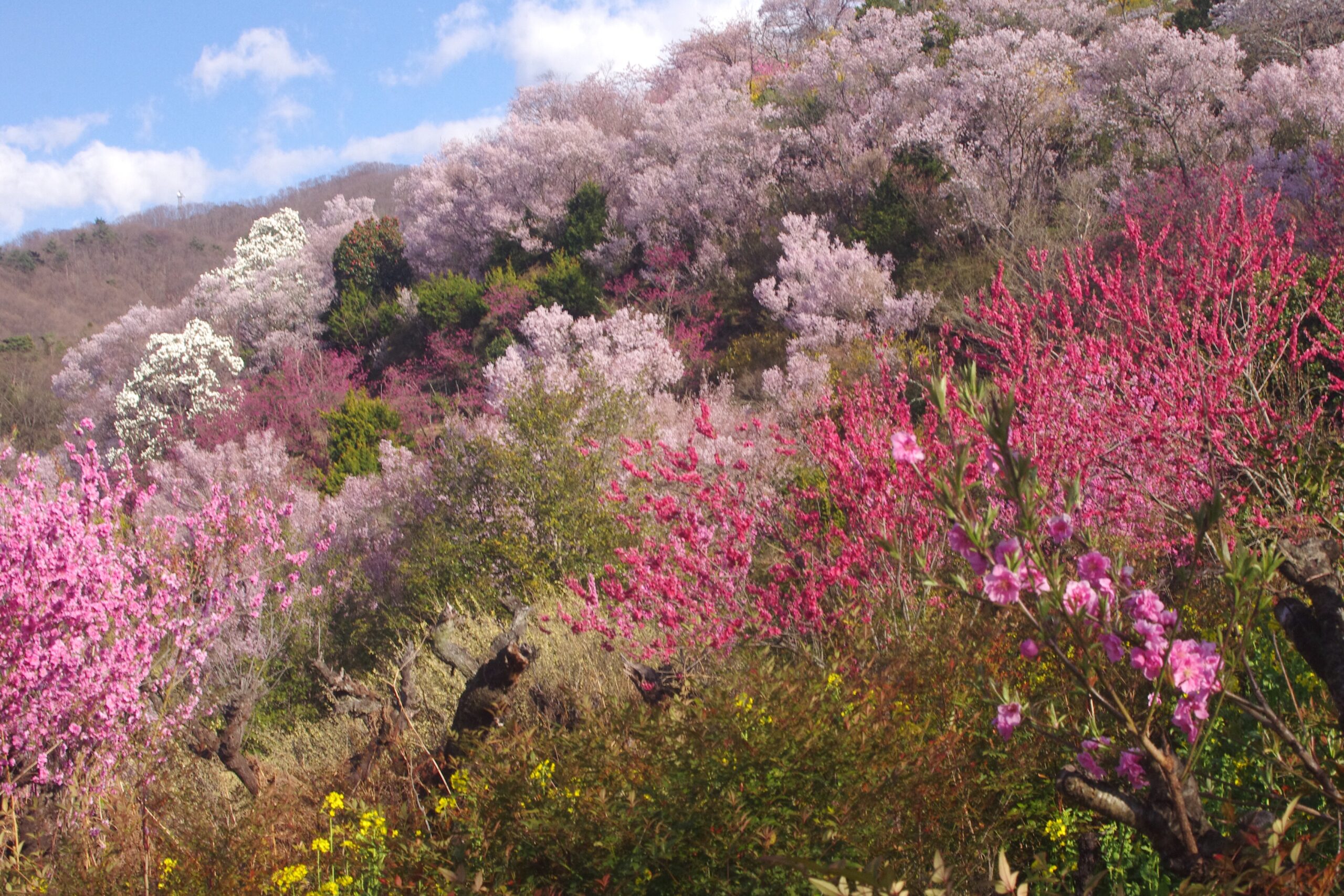 22 信夫山公園桜まつり イベント 福島市観光ノート