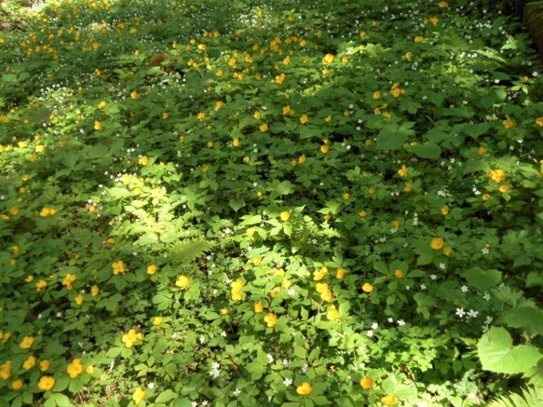 □キナル別注□ 植物 クマガイソウ黄色 クマガイソウ(黄色