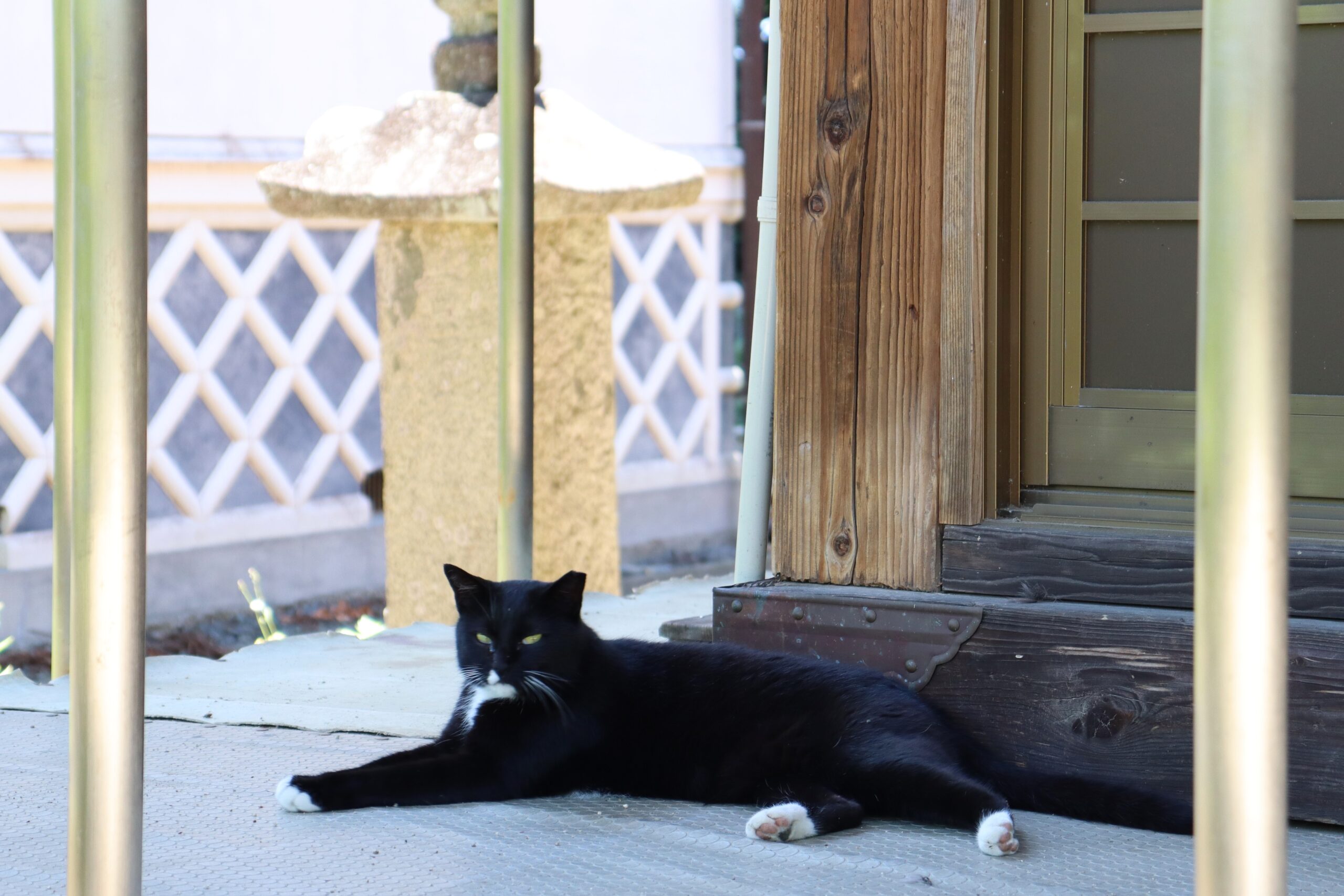 岡部春日神社のマスコット猫クロちゃん